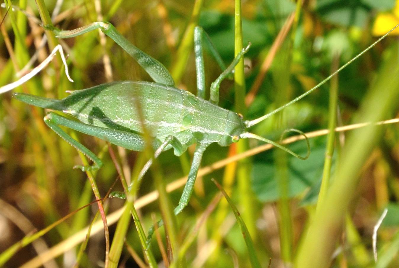 odontura arcuata?